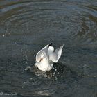 Mouette rieuse