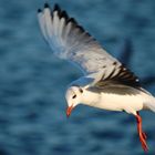 Mouette rieuse