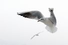 Mouette rieuse.. de Stef.. 