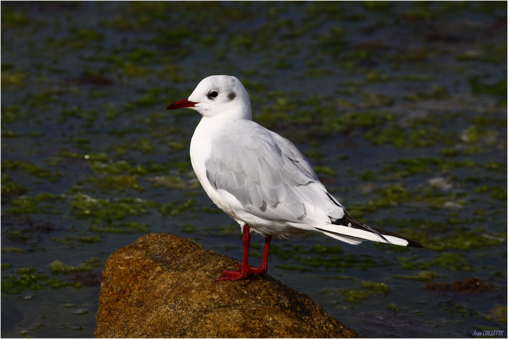 " Mouette rieuse "