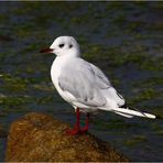 " Mouette rieuse "