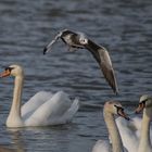 mouette rieuse - cygnes tuberculés