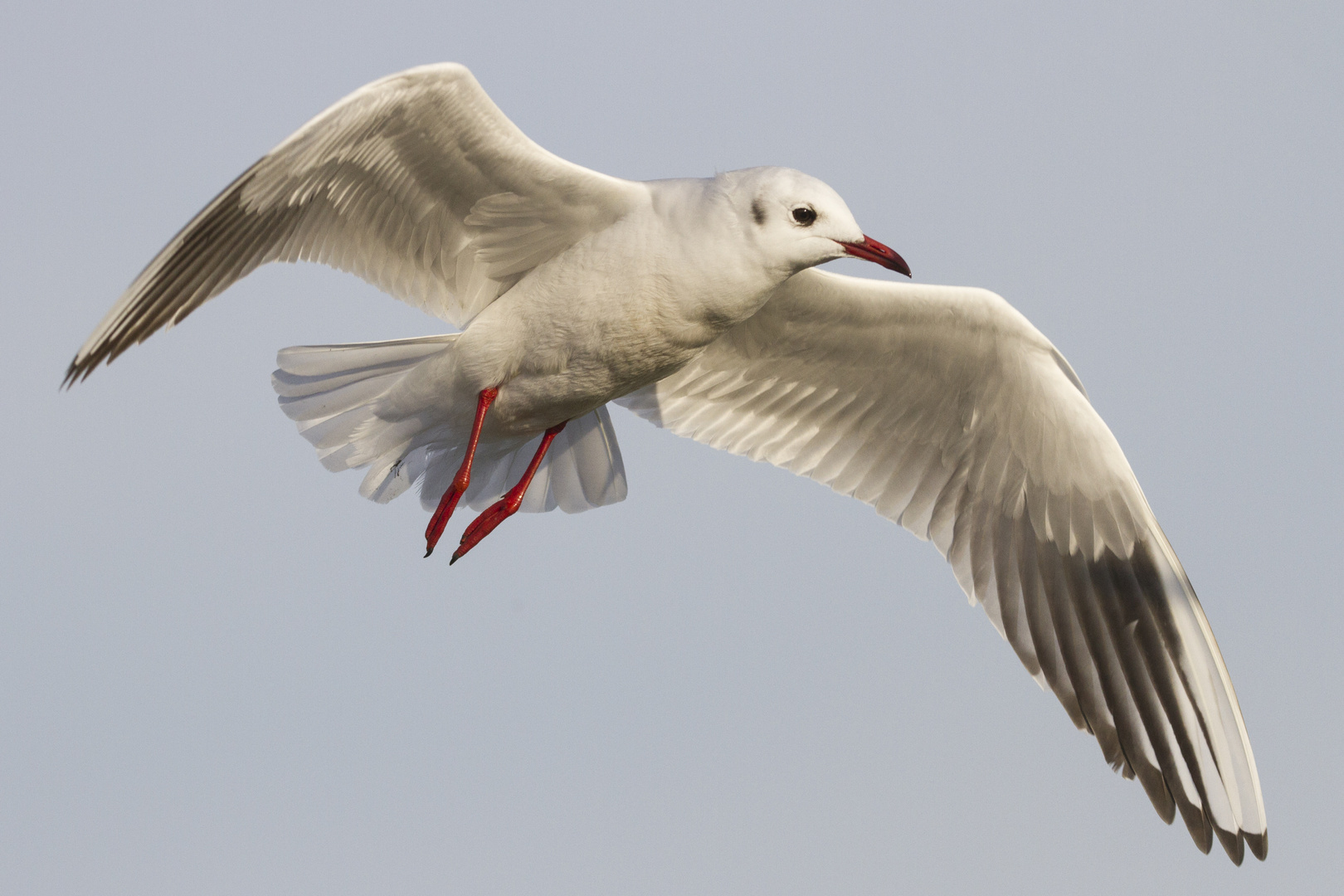 Mouette rieuse