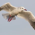 Mouette rieuse