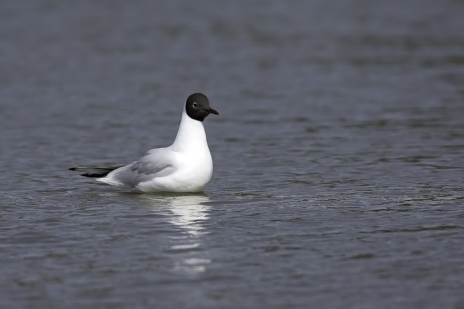 Mouette rieuse