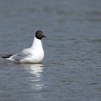 Mouette rieuse