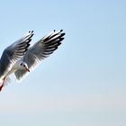 Mouette rieuse