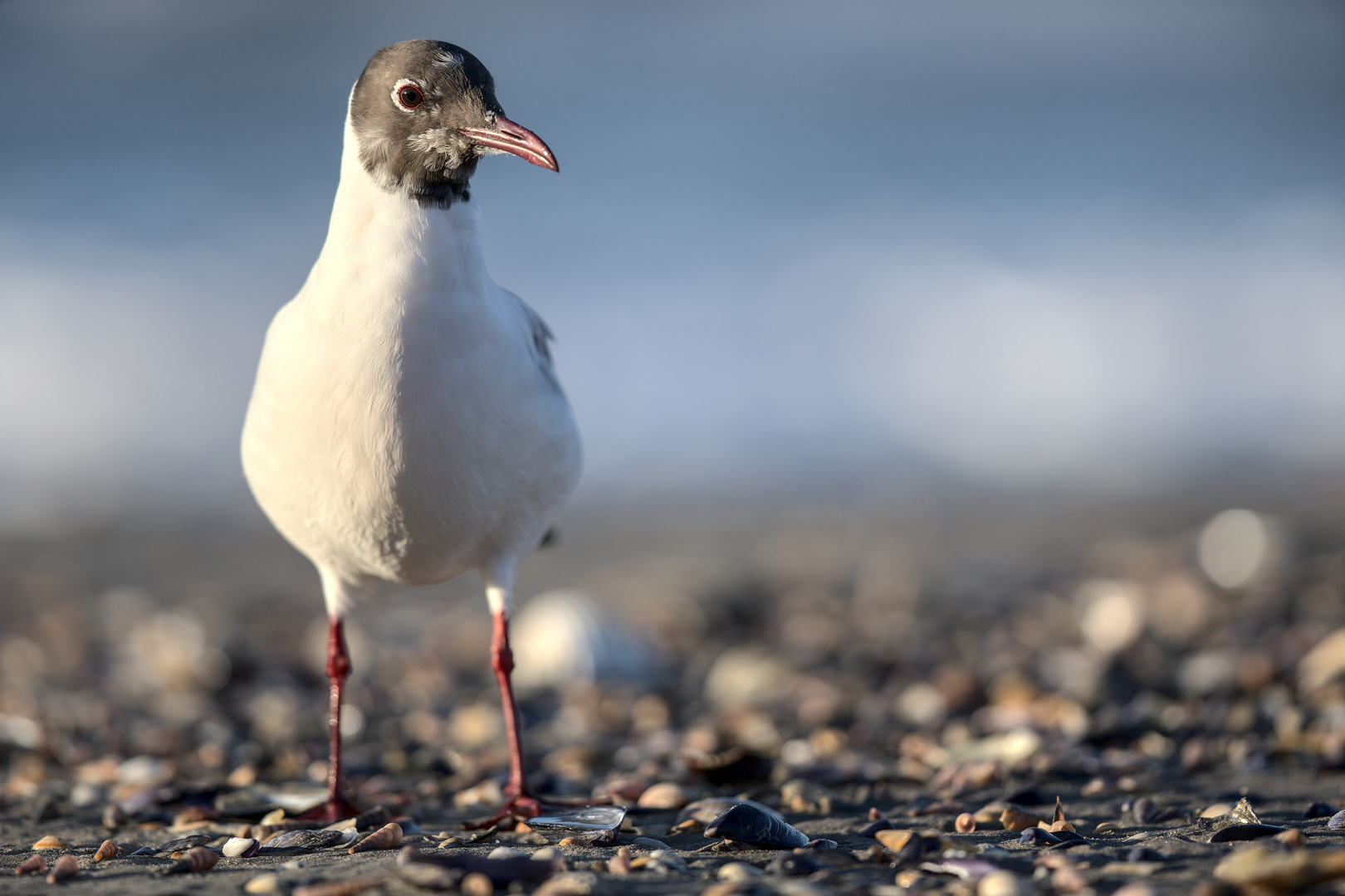 Mouette rieuse