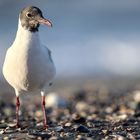 Mouette rieuse