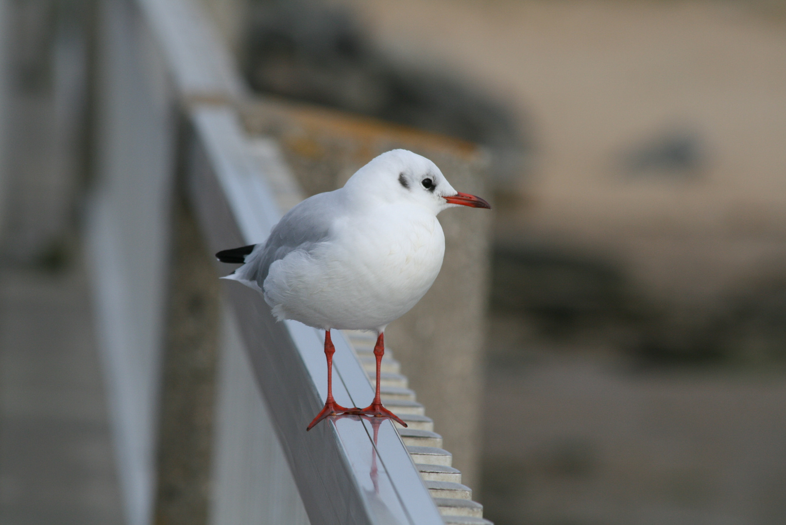 Mouette rieuse