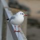 Mouette rieuse