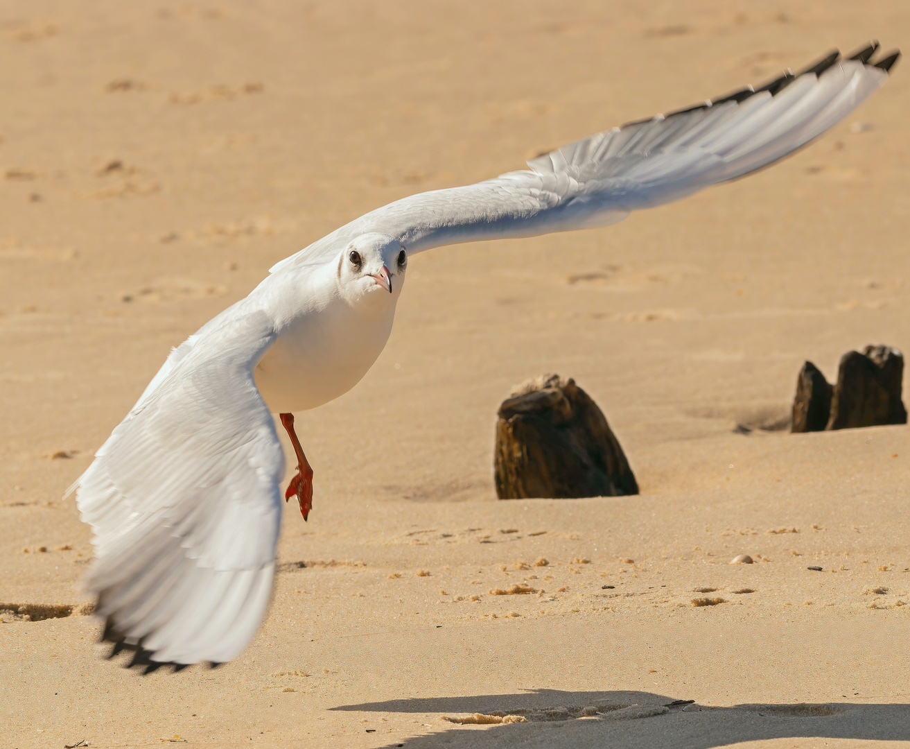 Mouette rieuse