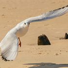 Mouette rieuse