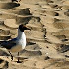 * Mouette Rieuse *