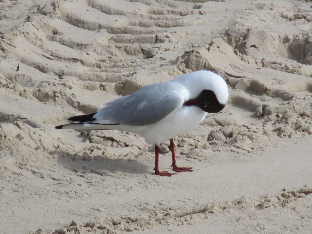..Mouette rieuse (Pays Balte)...