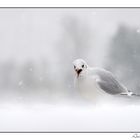 Mouette rieuse sous la neige