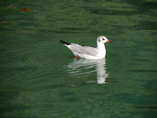 Mouette rieuse sur le lac d'Annecy