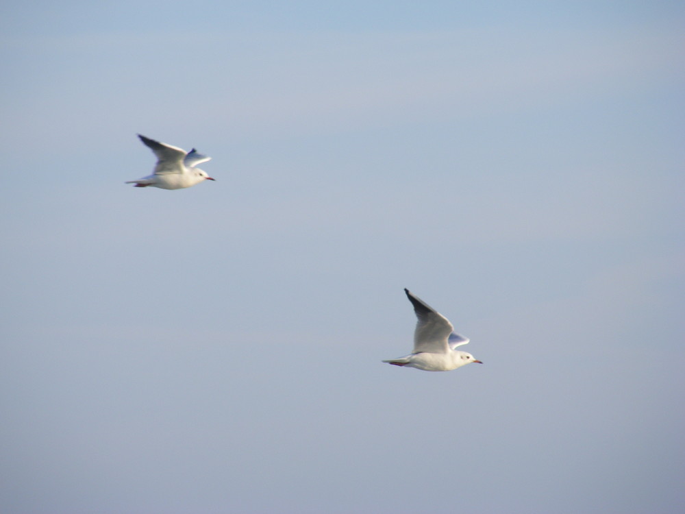 mouette rieuses