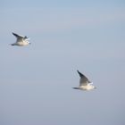 mouette rieuses