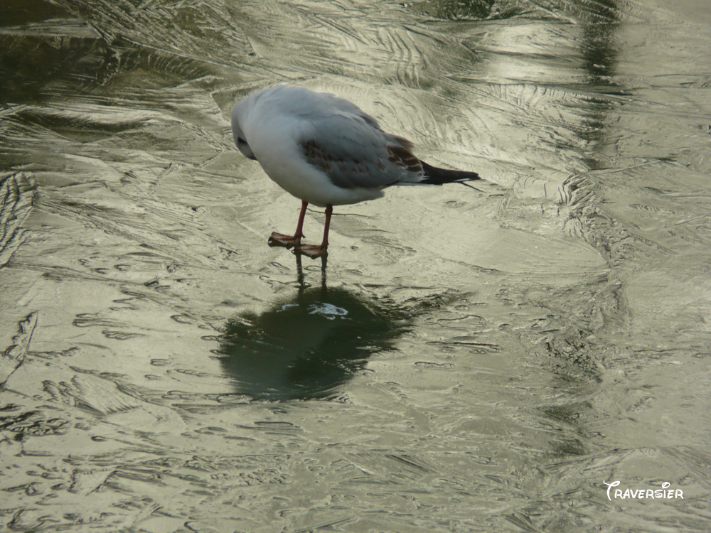 mouette sur glace