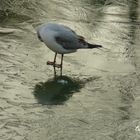 mouette sur glace