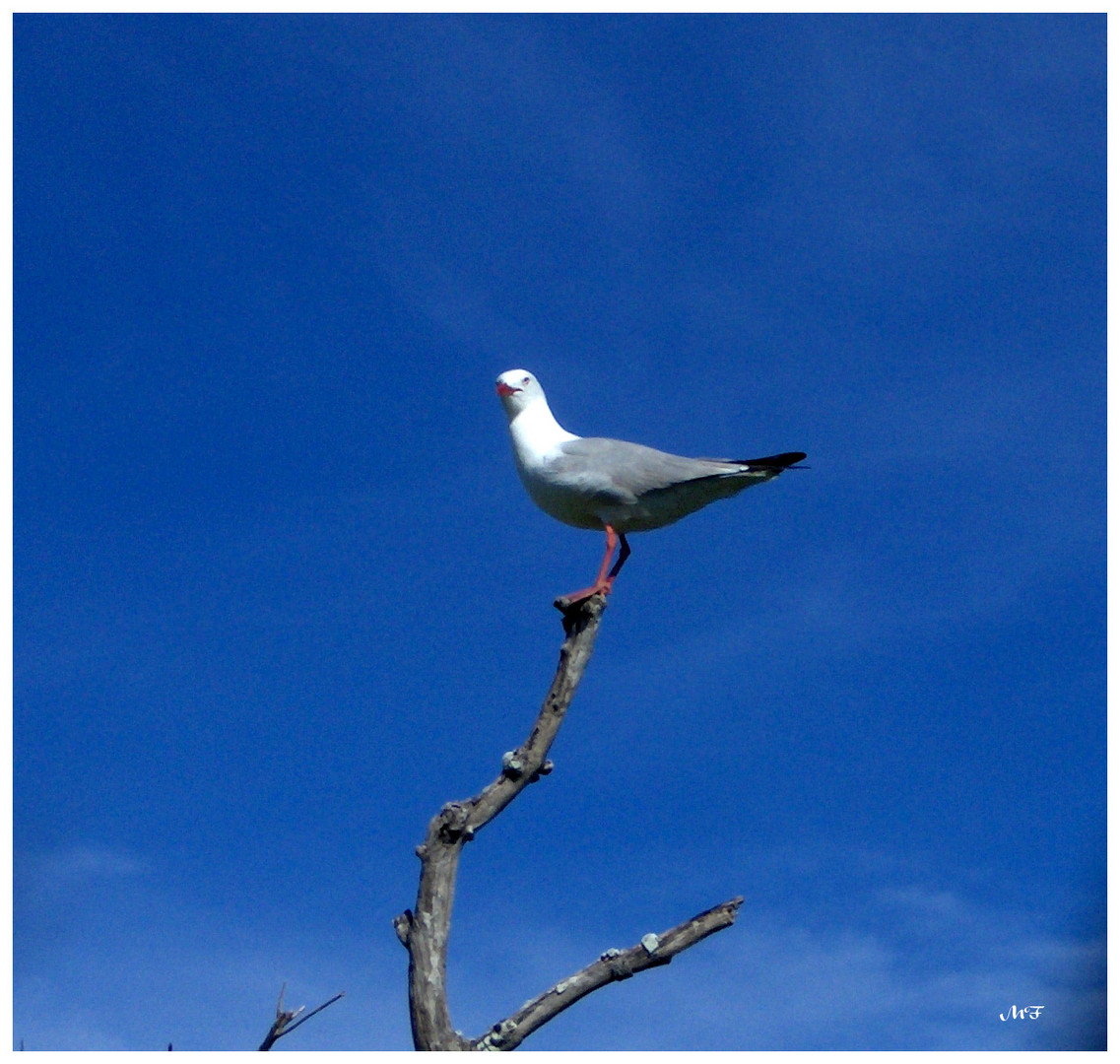 Mouette sur la branche