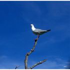 Mouette sur la branche