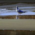 Mouette sur la plage