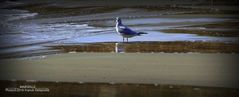 Mouette sur la plage