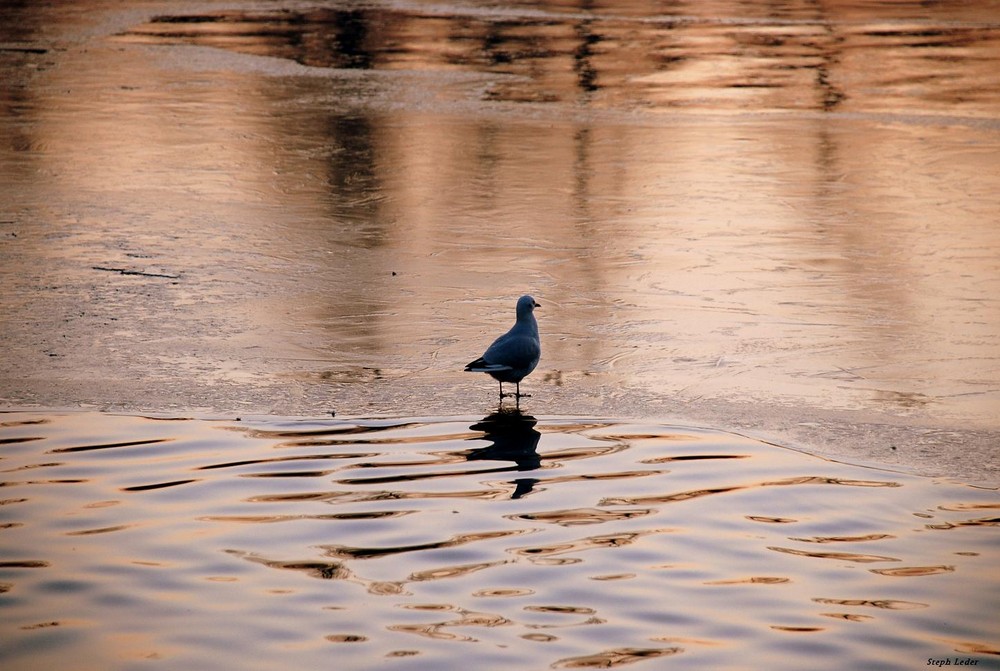 Mouette sur lac gelé