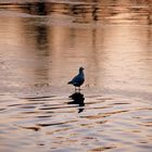 Mouette sur lac gelé