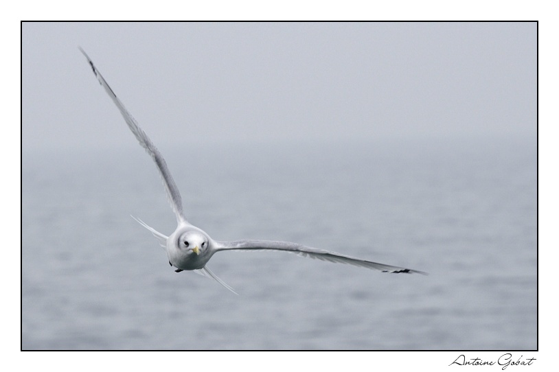 Mouette tridactyle