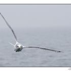 Mouette tridactyle