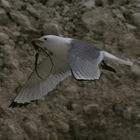 Mouette Tridactyle