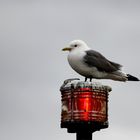 " Mouette tridactyle "