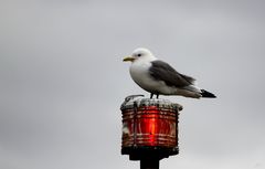 " Mouette tridactyle "