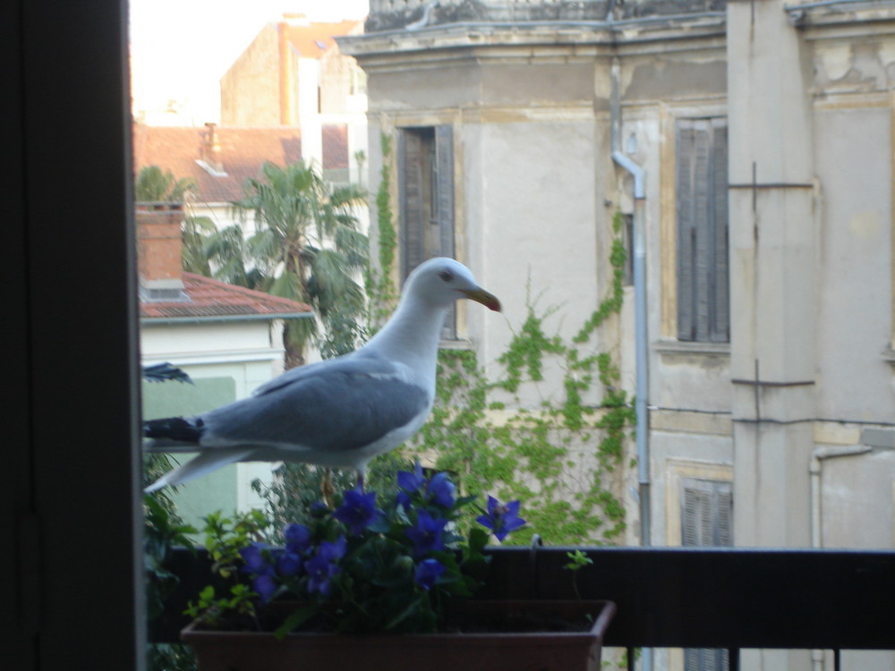 mouette voleuse