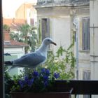 mouette voleuse