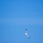 Mouette voleuse