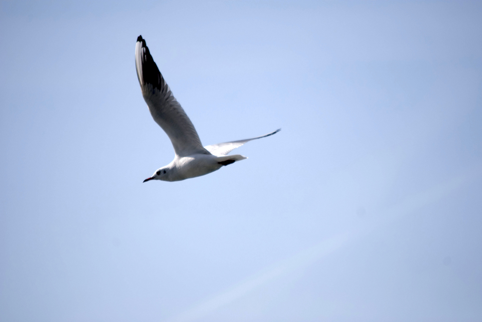 mouette2