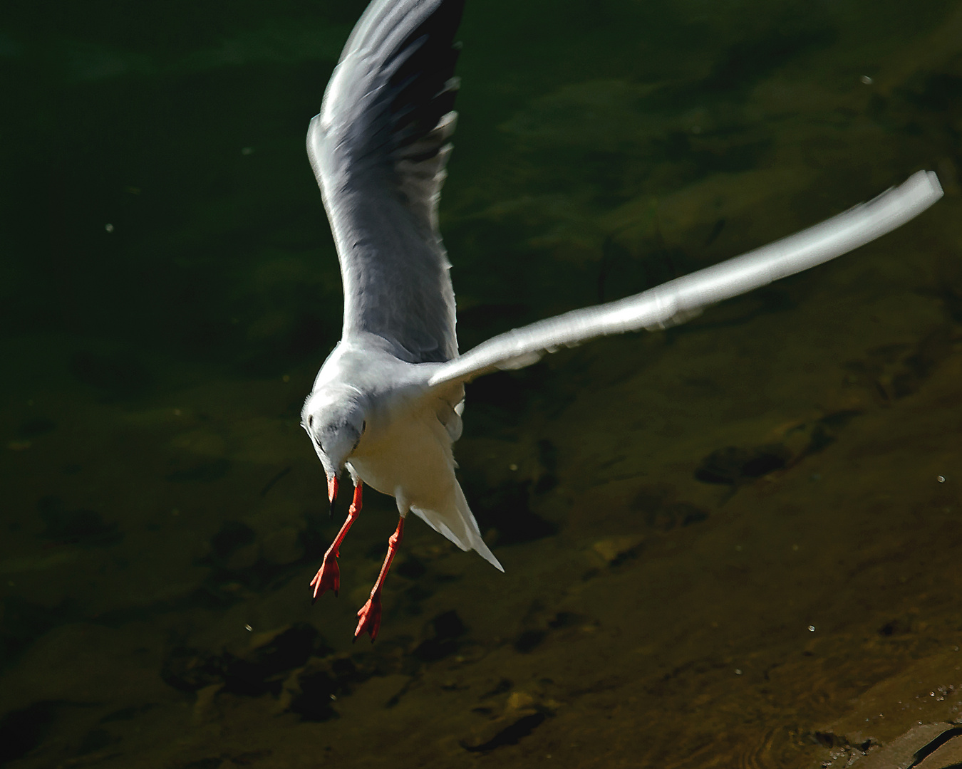 Mouette....et chanson ?