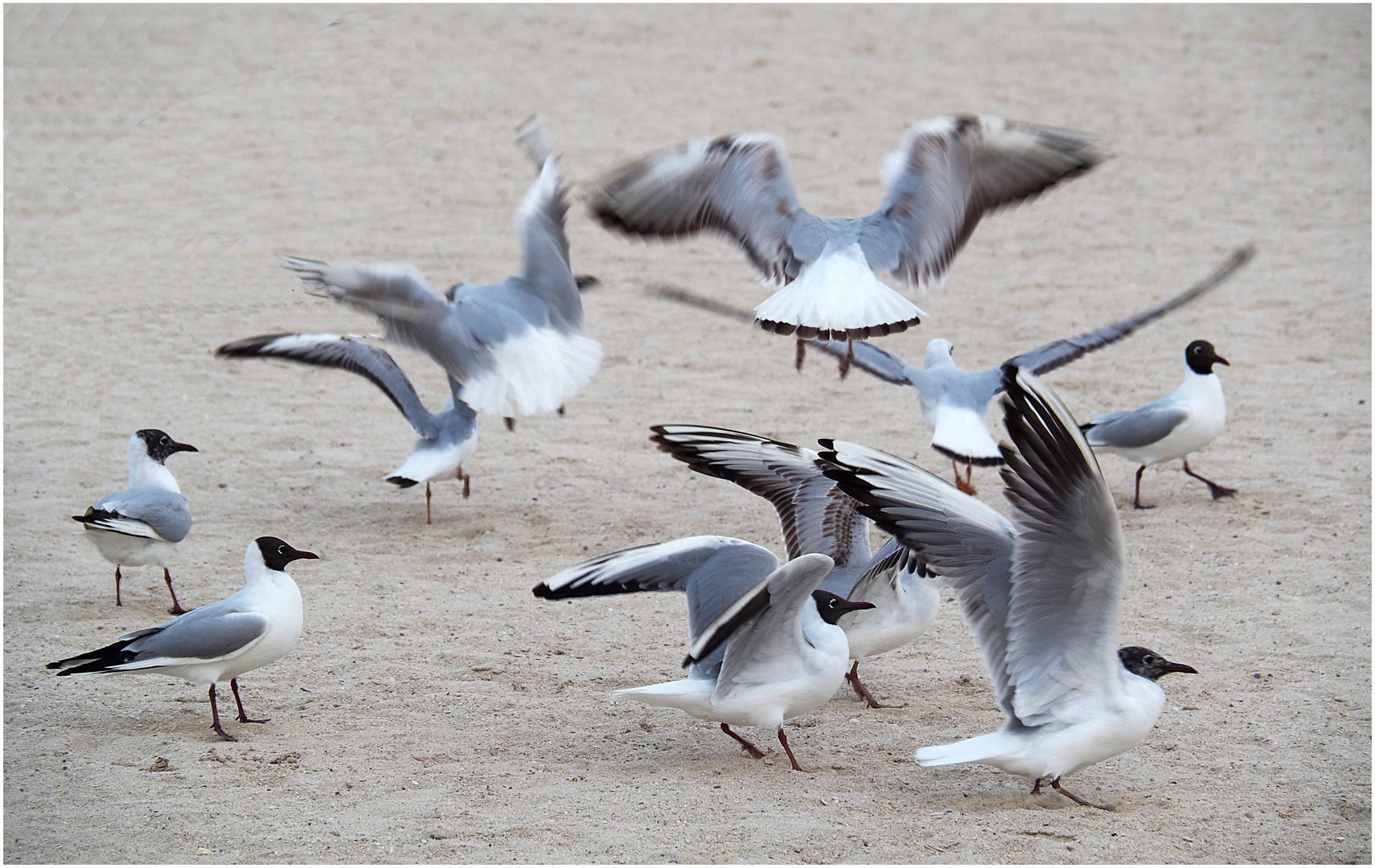 Mouettes