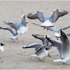 Mouettes