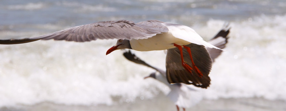 Mouettes