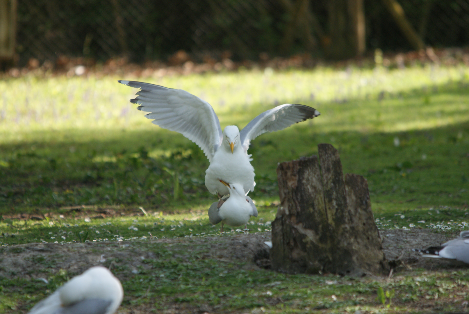 Mouettes