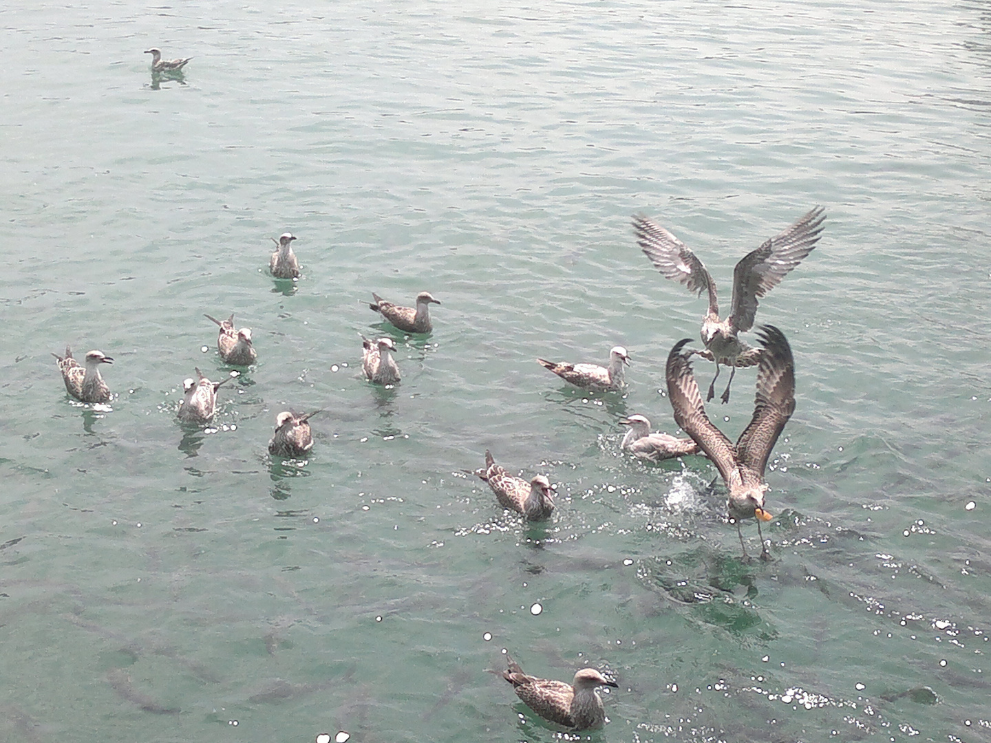 Mouettes à barcelonetta