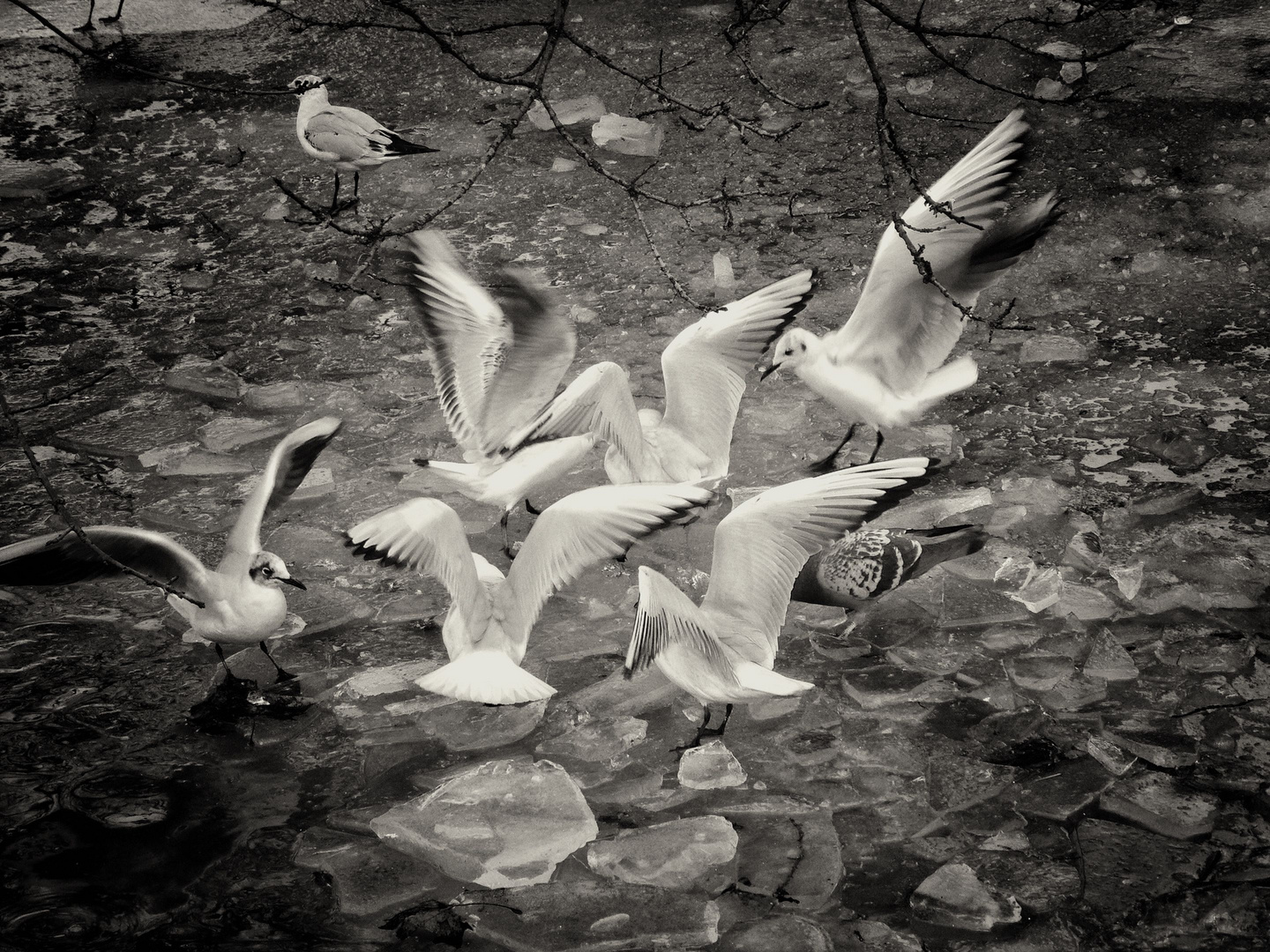 Mouettes à Paris - Square des Batignoles