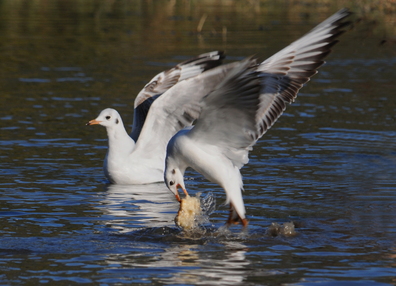 mouettes