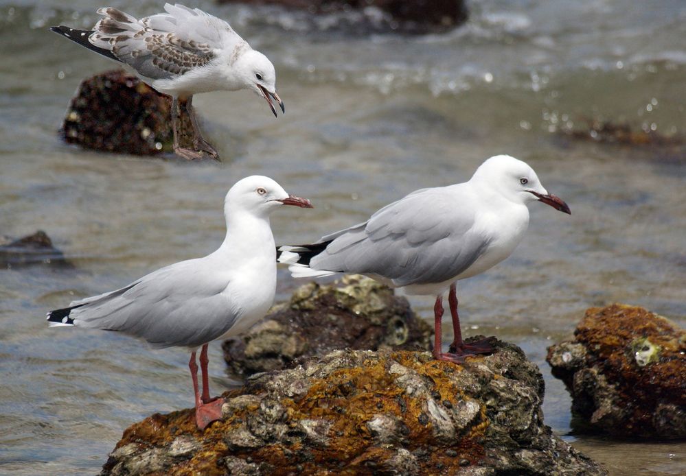 Mouettes argentées à Nouméa