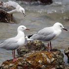 Mouettes argentées à Nouméa